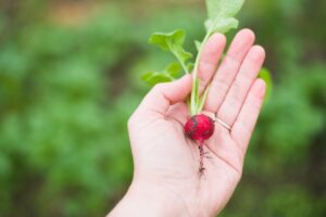 agriculture, radish, food-1870017.jpg