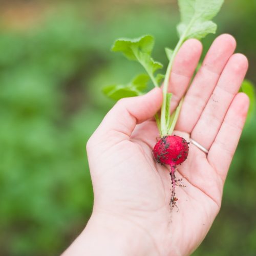 agriculture, radish, food-1870017.jpg